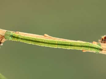  Chenille de Eupithecia lariciata Frr - ©Jean-Claude Petit