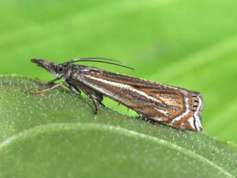 Crambus lathoniellus Zck. adulte - Philippe Mothiron