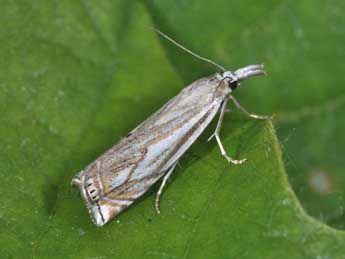 Crambus lathoniellus Zck. adulte - Philippe Mothiron