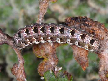  Chenille de Callopistria latreillei Dup. - ©Wolfgang Wagner, www.pyrgus.de