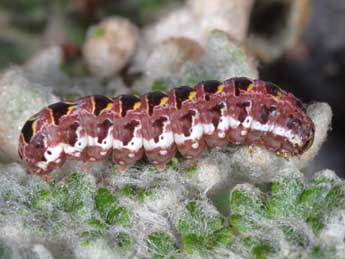  Chenille de Callopistria latreillei Dup. - Wolfgang Wagner, www.pyrgus.de