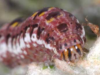  Chenille de Callopistria latreillei Dup. - Wolfgang Wagner, www.pyrgus.de