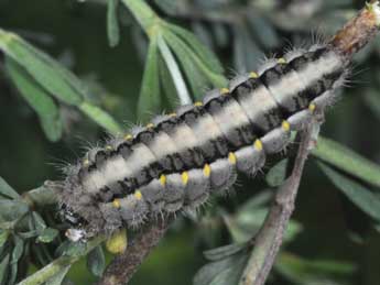  Chenille de Zygaena lavandulae Esp. - Philippe Mothiron