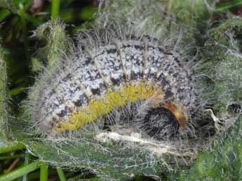  Chenille de Muschampia lavatherae Esp. - Wolfgang Wagner, www.pyrgus.de