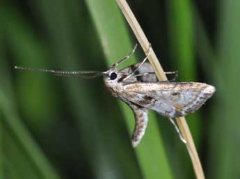 Cataclysta lemnata L. adulte - Philippe Mothiron