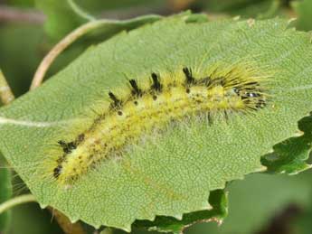  Chenille de Acronicta leporina L. - Philippe Mothiron