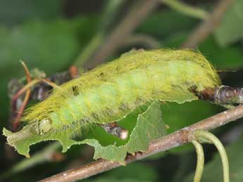  Chenille de Acronicta leporina L. - Philippe Mothiron