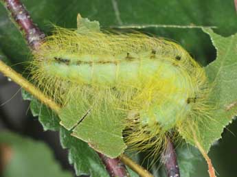  Chenille de Acronicta leporina L. - Philippe Mothiron