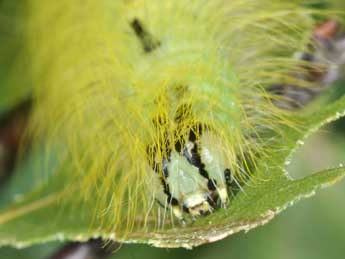  Chenille de Acronicta leporina L. - Philippe Mothiron