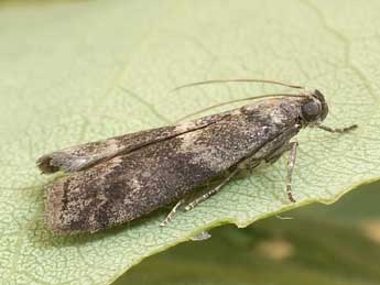 Glyptoteles leucacrinella Z. adulte - Friedmar Graf