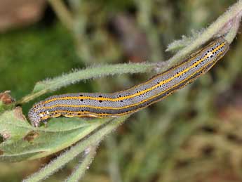  Chenille de Aedia leucomelas L. - ©Philippe Mothiron