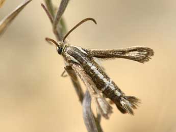 Chamaesphecia leucopsiformis Esp. adulte - Laurent Berger