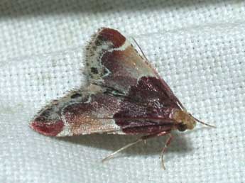 Pyralis lienigialis Z. adulte - Philippe Mothiron