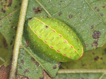  Chenille de Apoda limacodes Hfn. - Philippe Mothiron