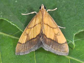 Evergestis limbata L. adulte - Philippe Mothiron