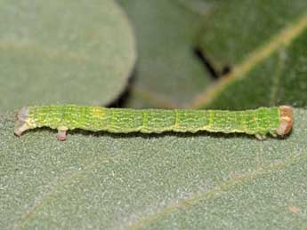  Chenille de Cyclophora linearia Hb. - ©Jean-Paul Coat