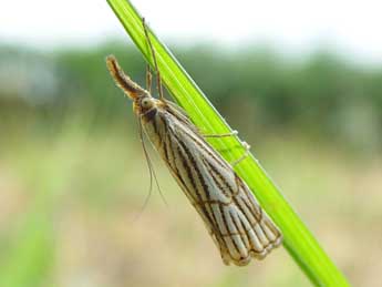 Chrysocrambus linetella F. adulte - Jean-Paul Quinette