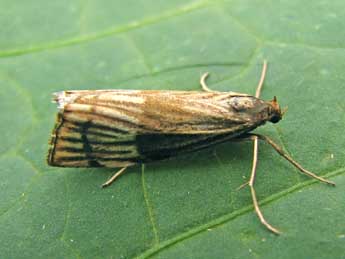 Chrysocrambus linetella F. adulte - Nicole Lepertel