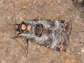 Epilecta linogrisea D. & S. adulte - Philippe Mothiron