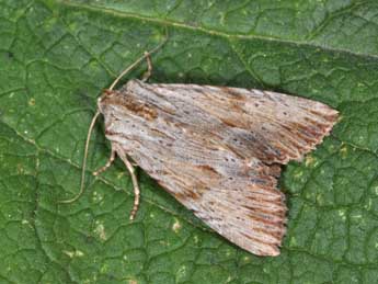 Apamea lithoxylaea D. & S. adulte - Philippe Mothiron