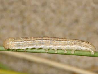  Chenille de Mythimna litoralis Curt. - ©Wolfgang Wagner, www.pyrgus.de