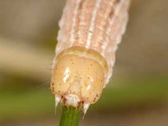  Chenille de Mythimna litoralis Curt. - Wolfgang Wagner, www.pyrgus.de