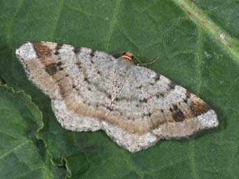 Macaria liturata Cl. adulte - Philippe Mothiron