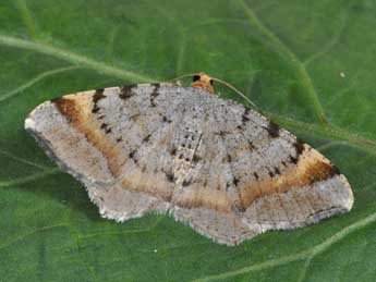 Macaria liturata Cl. adulte - ©Philippe Mothiron