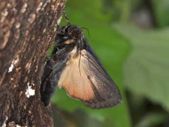 Amphipyra livida D. & S. adulte - Philippe Mothiron