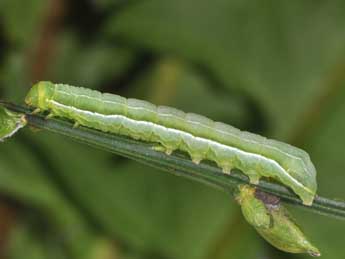  Chenille de Amphipyra livida D. & S. - Philippe Mothiron