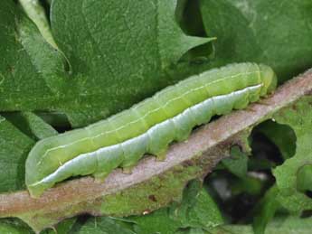  Chenille de Amphipyra livida D. & S. - Philippe Mothiron