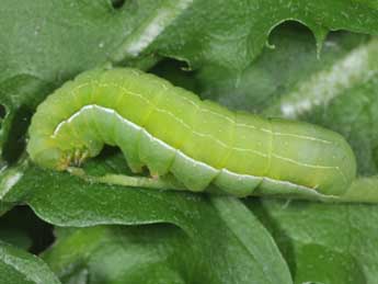  Chenille de Amphipyra livida D. & S. - ©Philippe Mothiron