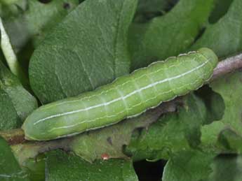  Chenille de Amphipyra livida D. & S. - Philippe Mothiron