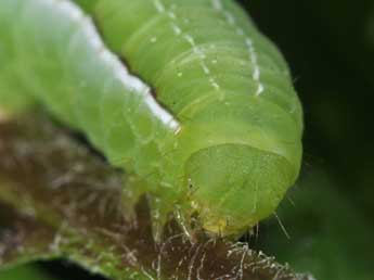  Chenille de Amphipyra livida D. & S. - ©Philippe Mothiron