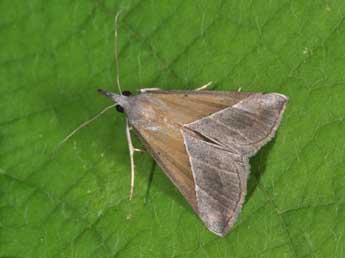 Hypena lividalis Hb. adulte - Philippe Mothiron