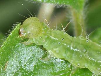  Chenille de Hypena lividalis Hb. - Philippe Mothiron