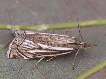 Xanthocrambus lucellus H.-S. adulte - ©Heiner Ziegler