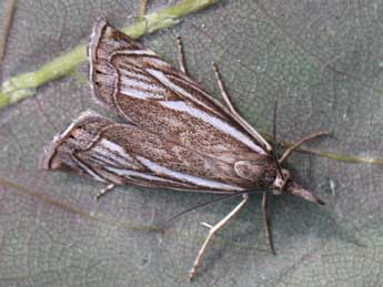 Xanthocrambus lucellus H.-S. adulte - ©Heiner Ziegler