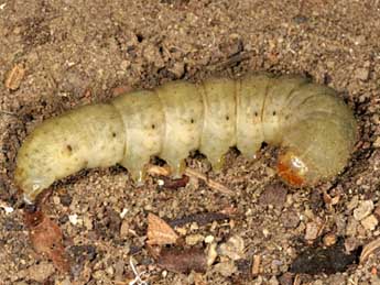  Chenille de Rhyacia lucipeta D. & S. - ©Wolfgang Wagner, www.pyrgus.de