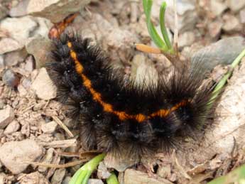  Chenille de Epatolmis luctifera D. & S. - Tristan Lafranchis