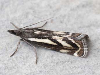 Catoptria luctiferella Hb. adulte - ©Heiner Ziegler