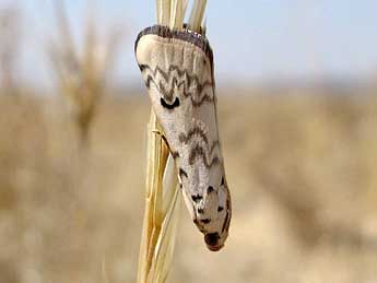 Euzophera lunulella O. G.  Costa adulte - Jacinta Lluch Valero