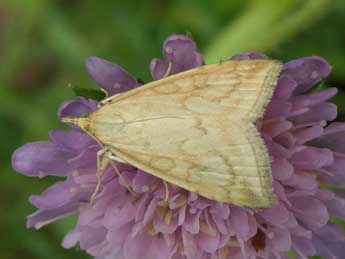 Udea lutealis Hb. adulte - Jean-Pierre Lamoline