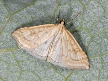 Udea lutealis Hb. adulte - Philippe Mothiron