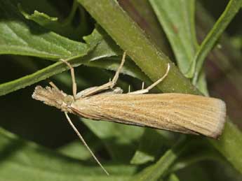 Pediasia luteella D. & S. adulte - ©Marc Solari