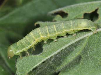  Chenille de Agrochola lychnidis D. & S. - Philippe Mothiron