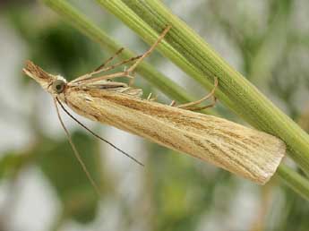 Catoptria lythargyrella Hb. adulte - ©Friedmar Graf