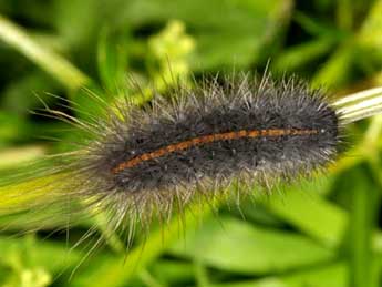  Chenille de Chelis maculosa D. & S. - Wolfgang Wagner, www.pyrgus.de