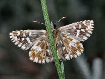 Pyrgus malvae L. adulte - Philippe Mothiron