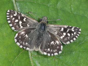 Pyrgus malvae L. adulte - ©Philippe Mothiron